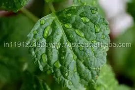 100 pure natural therapeutic grade aroma private label pure patchouli essential oil for Aromatherapy Skin care Massage Spa