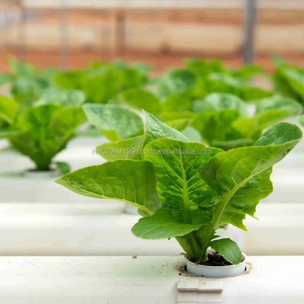 Bio organic fertilizer Beneficial Additive for Hydroponic Farming