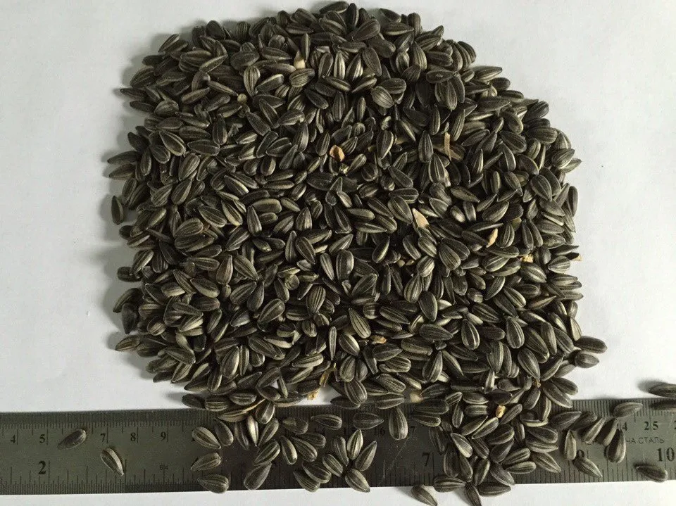 Wholesale Seeds Of Ukrainian origin Sunflower seed for Birds Food