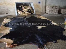 Wet Salted  Hides for Sale