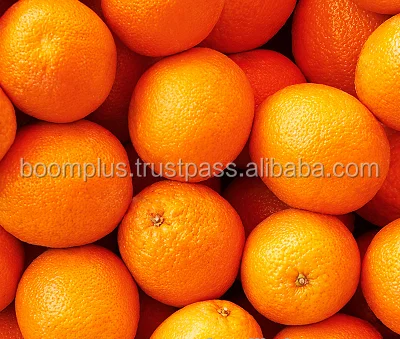 Navel Fresh Orange | Low Price and High Quality | Egyptian Organic Navel Orange