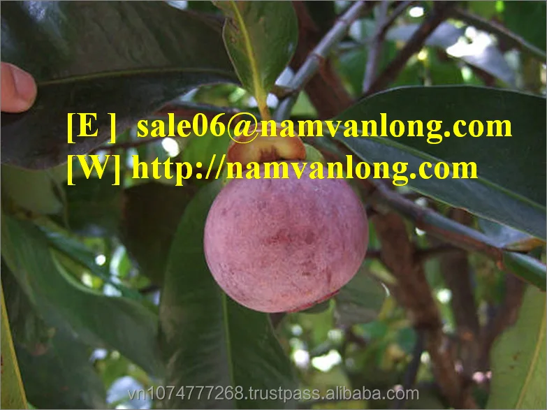 
Best quality Mangosteen with Competitive Price 