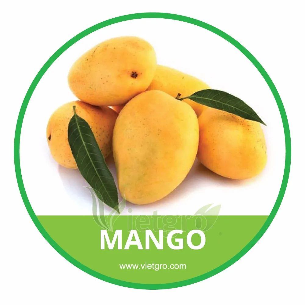  HIGH QUALITY FRESH MANGO /CAT HOA