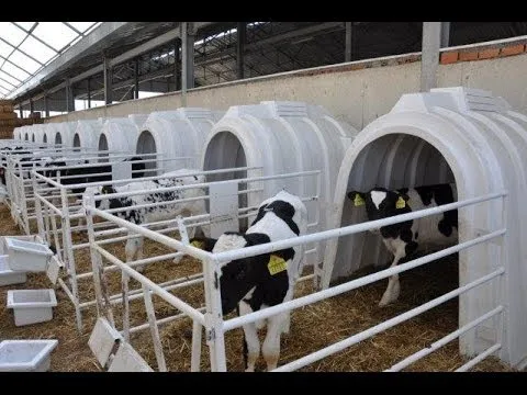 
 ТЕЛЕНОК ХАТЧ ДЛЯ ЖИВОТНОВОДСТВА  