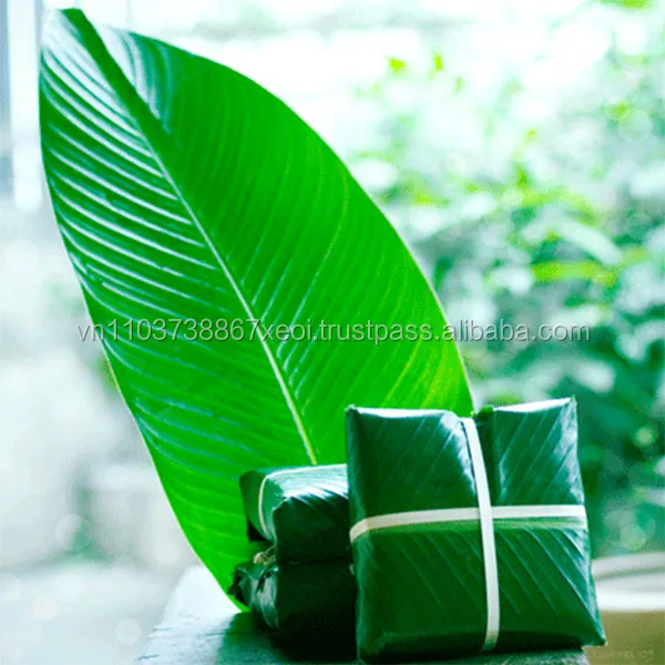 fresh Dong high quality and cheapest 2020