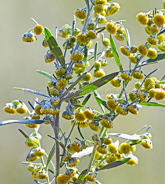 Steam Distilled Extracted Essential Pure Natural Wormwood Oil