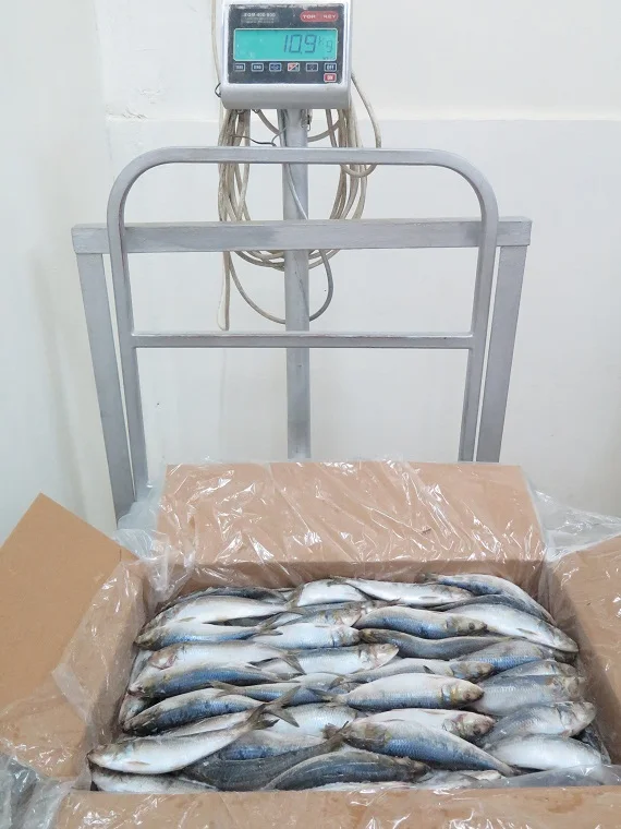 Frozen whole round sardine for bait