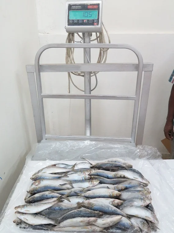 Frozen whole round sardine for bait