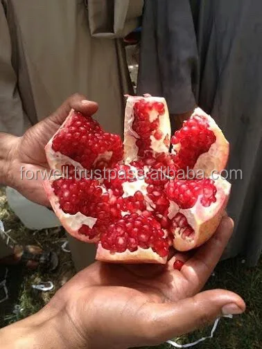 Pomegranate Type and Fresh Style Egyption