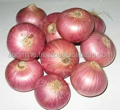 Red Big Onion from India