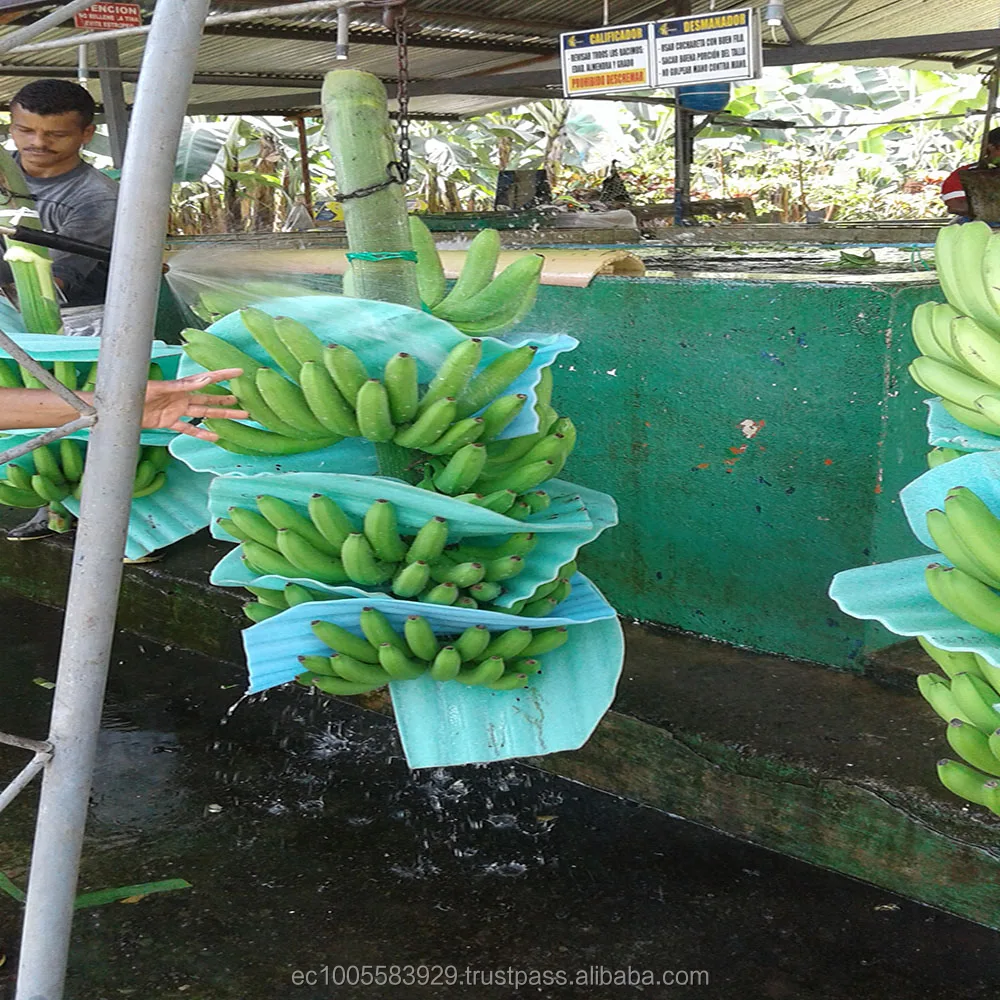 
Fresh Bananas from Ecuador 