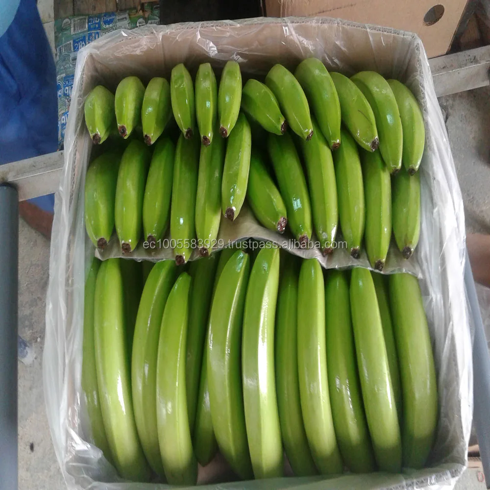 GREEN and FRESH BANANAS!!!