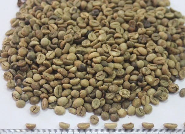 
UNWASHED ROBUSTA GREEN COFFEE BEANS GRADE 1 SCREEN 16 