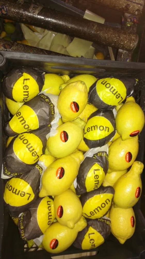 
Egyptian fresh organic lemon for sale 