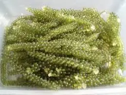 
Dried sea grapes, green caviar +84352310575 