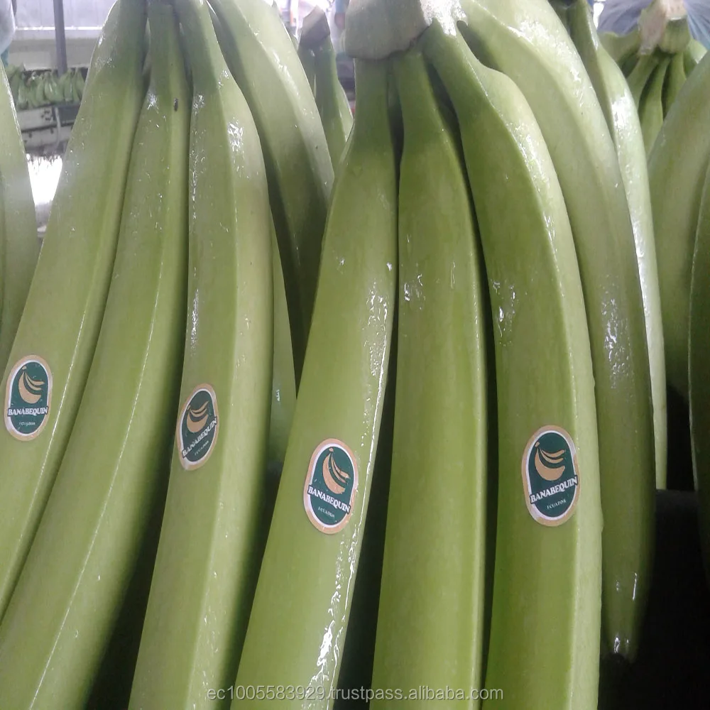 GREEN BANANAS PREMIUM