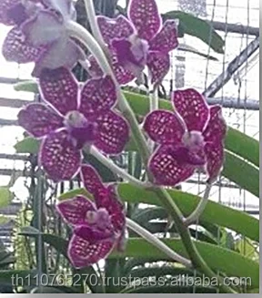 
V. HYBRIDS 2 