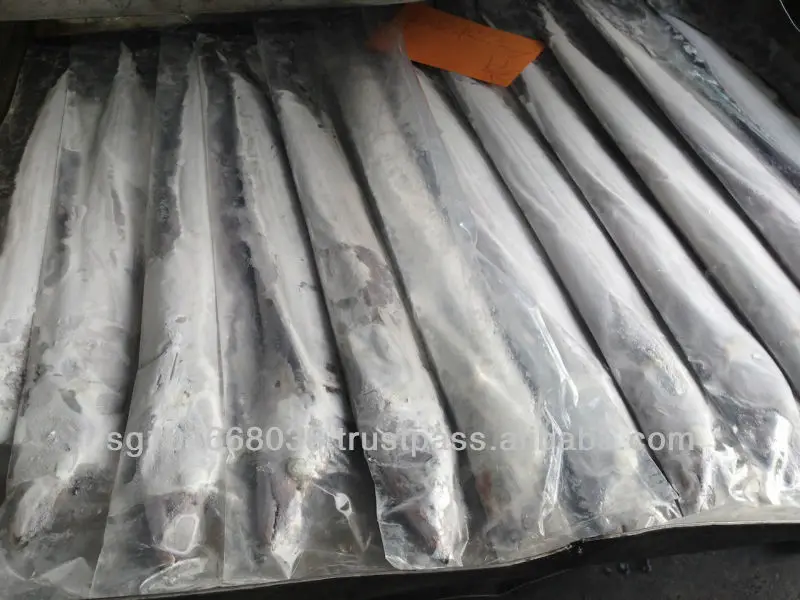 Frozen Fish Fresh Tilapia Supplier Block Bulk Style Packaging Package Weight Lbs Shelf Origin Latin Frozen Ribbonfish Whole Part