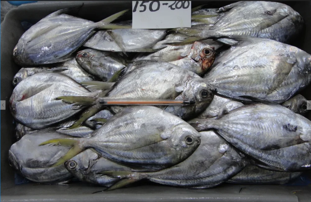 Frozen butter fish