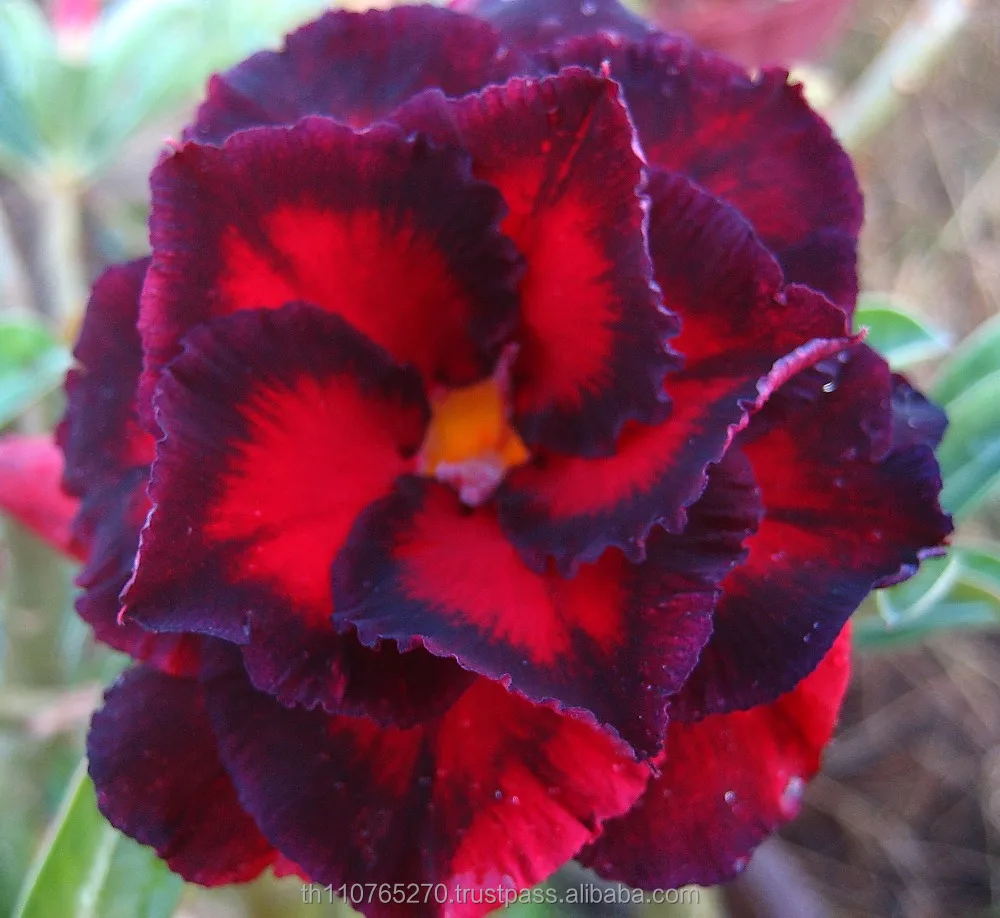 ADENIUM BLACK BRID