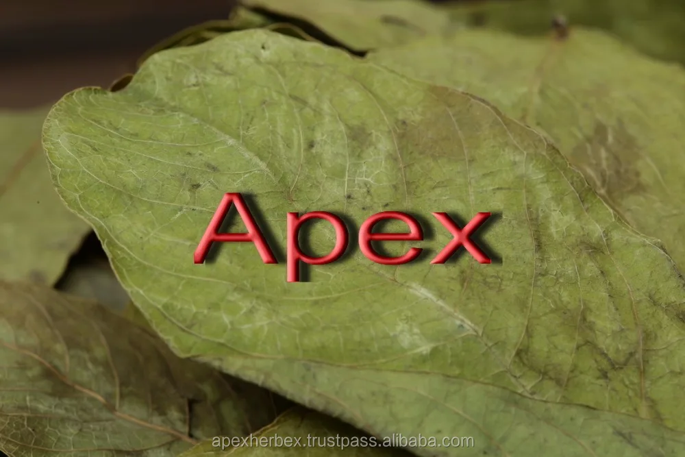 
TBC Cassia Alata LEAVES AND T CUT 