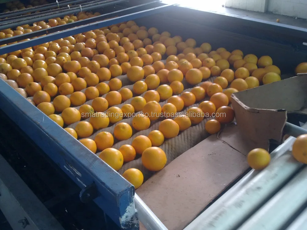 
Egyptian Valencia orange 