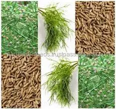 CUMIN SEEDS FOR SOWING FROM INDIA
