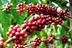 Arabica and robusta coffee from Vietnam for EU market