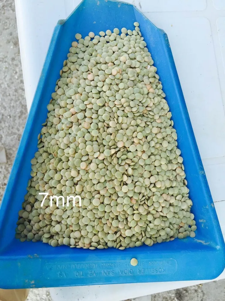 
green lentil best quality in the world cleaned by sortex 