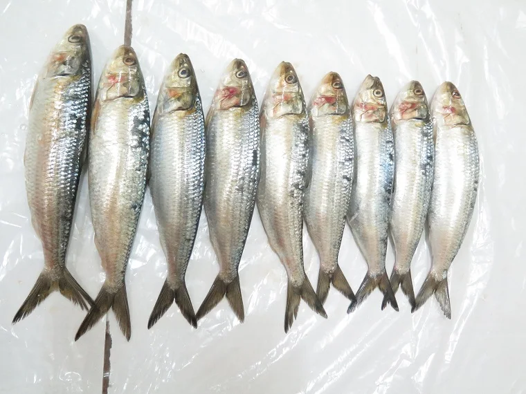 Frozen whole round sardine for bait