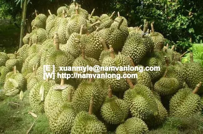 
TOP QUALITY! OFFER FRESH RI6 DURIAN FRUIT WITH HIGH QUALITY AND BEST PRICE 