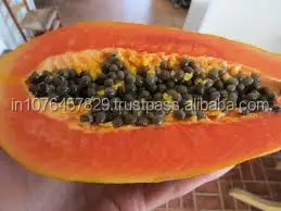 
COST OF PAPAYA SEEDS - MARUTI RED GLORY F1 