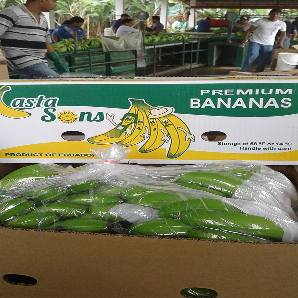 FRESH PREMIUM BANANAS