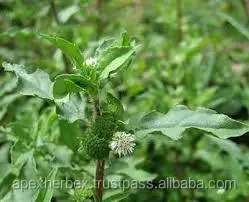 Eclipta Alba Whole Plant Bhringaraj Whole plant Dried