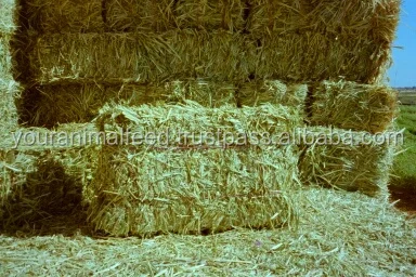 
Sorghum Hay for Animal Feeding 