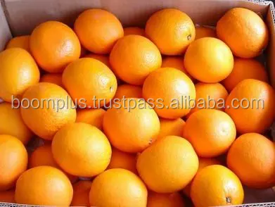 Navel Fresh Orange | Low Price and High Quality | Egyptian Organic Navel Orange