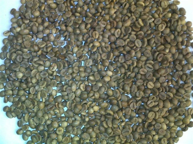
UNWASHED ROBUSTA GREEN COFFEE BEANS GRADE 1 SCREEN 16 