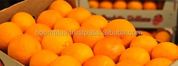 Fresh Orange for Export | Navel Citrus Orange