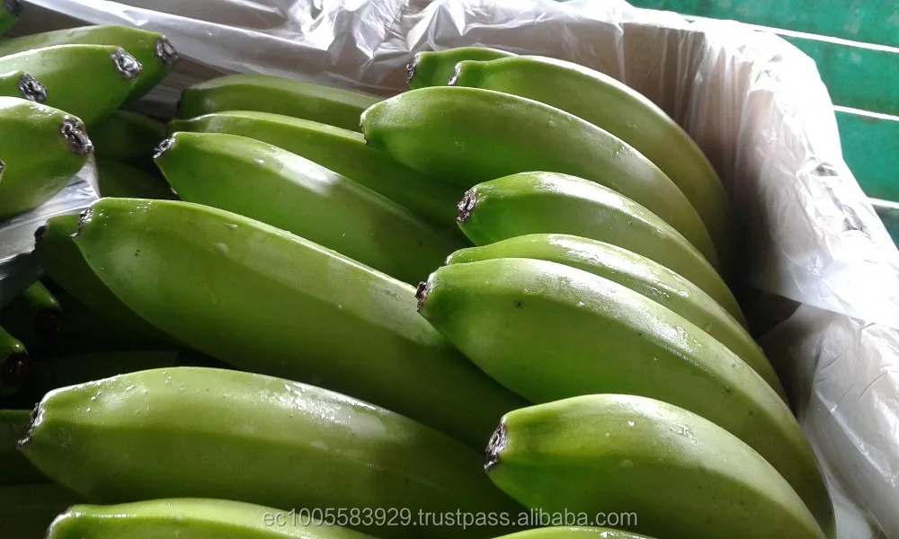 
Fresh Bananas from Ecuador 