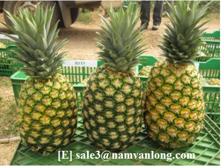 Высокое Качество | Лучшая цена Оптовая продажа Вьетнамский экспортный продукт Navalo-производитель Консервированный ананас