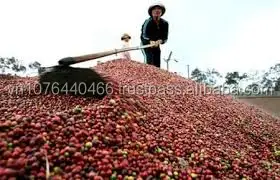 
VIETNAM ROBUSTA COFFEE BEAN SCR 13, 16, 18 (Mob/ whatsapp/ viber: 0084 989322607) 
