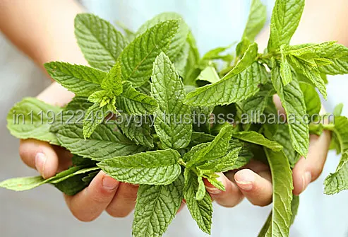 100 Pure Natural Peppermint Essential Oil GMP ISO Certified Customized Private Labeling Wholesale Retail OEM ODM Supply