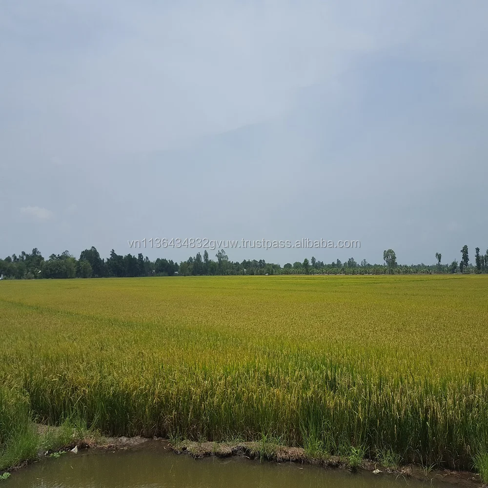 GRADE A TOP QUALITY 25% BROKEN LONG GRAIN RICE FROM VIETNAM ORIGIN