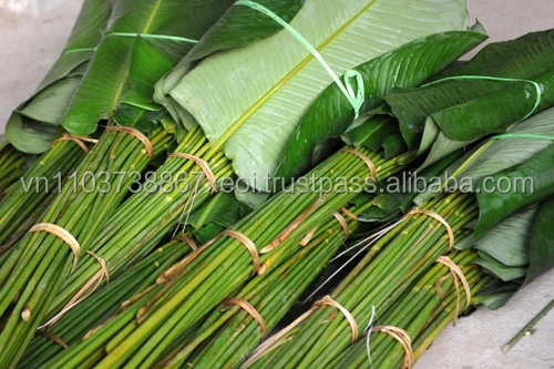 fresh Dong high quality and cheapest 2020