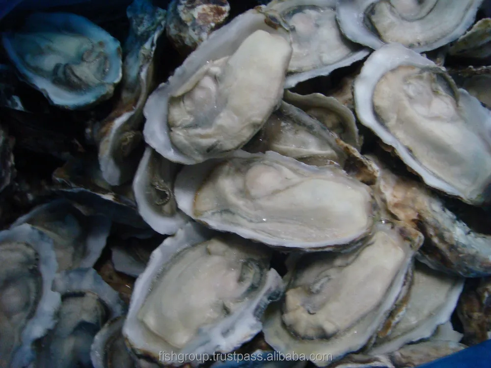  Замороженные сырые устрицы пол оправы