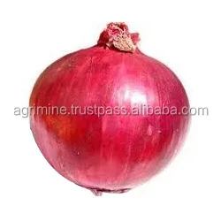 Red Big Onion from India