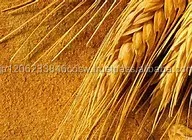 Rich lineup of fresh taste mugs beer with low carbohydrates