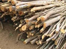 
High quality Acacia Auriculiformis, Rubber, Ellealyptus Wood 