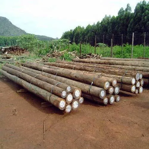 
High quality Acacia Auriculiformis, Rubber, Ellealyptus Wood 