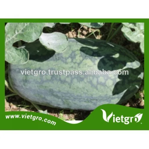 Высокая доходность гибрид F1 арбуз семена для посадки VGW DT1.02 / дыня семян для посадки